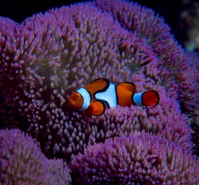 Oranye Clownfish (Amphiprion Percula)