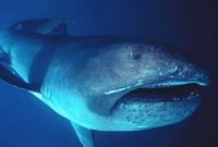 Klasifikasi Ikan hiu bermulut besar