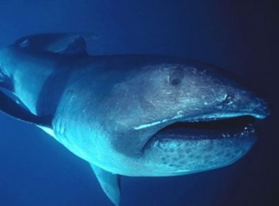 Klasifikasi Ikan hiu bermulut besar