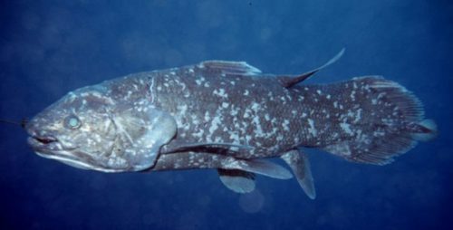 Klasifikasi ikan Coelacanth