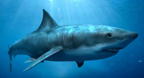 Ikan Hiu Megalodon Ikan Terbesar di Dunia Yang Pernah Hidup