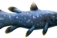 Morfologi ikan Coelacanth