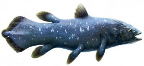 Morfologi Ikan Coelacanth