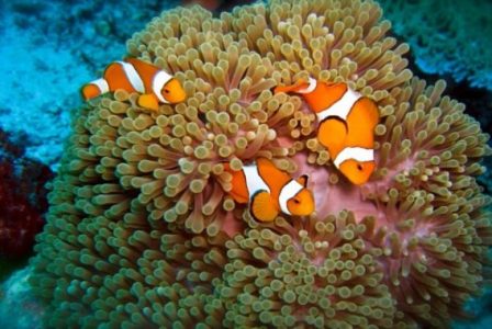 Mengenal Jenis Jenis Ikan Nemo Yang Lucu Beserta Gambarnya