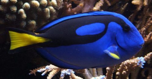 Klasifikasi Ikan Botana Biru
