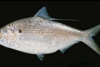 Klasfikasi Ikan Hilsa (Tenualosa Ilisha)