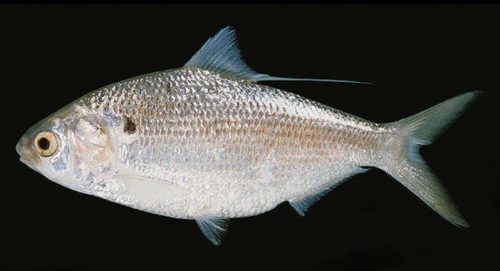 Klasifikasi Ikan Hilsa