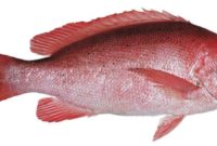 Morfologi Ikan Kakap Merah
