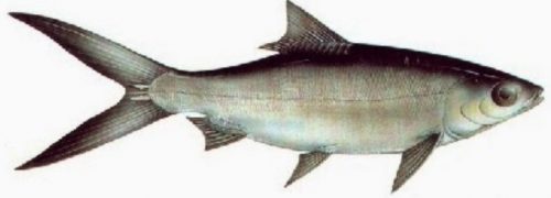 Klasifikasi Ikan Bandeng