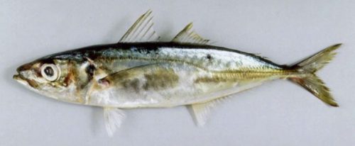 Morfologi ikan layang