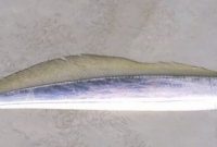 morfologi ikan layur