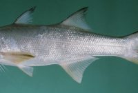 Klasifikasi Ikan Kuro