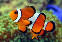 Morfologi Ikan Nemo