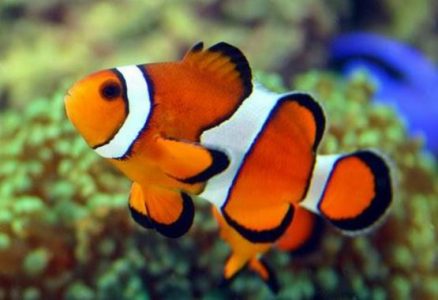 Morfologi Ikan Nemo