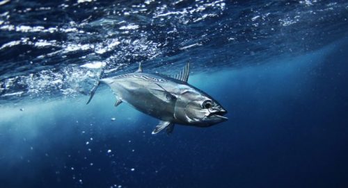 Morfologi dan Klasifikasi Ikan Bonito Atlantik (Sarda Sarda)