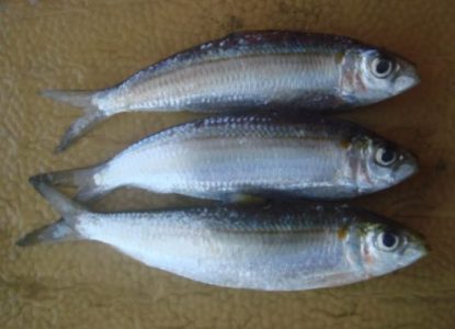 Morfologi Ikan Haring Atau Herring (Clupea harengus)