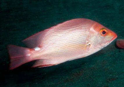 Klasifikasi Ikan Kakap Merah