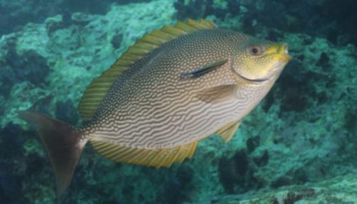 Habitat, Morfologi dan Klasifikasi ikan Baronang (Siganus Canaliculatu)