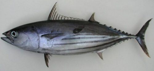 Morfologi Ikan Cakalang