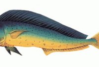 klasifikasi ikan lemadang