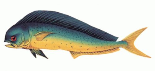 klasifikasi ikan lemadang