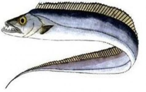 klasifikasi ikan layur