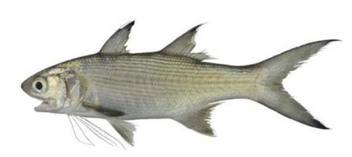 morfologi Ikan Kuro