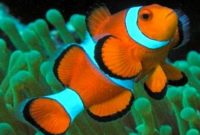 Klasifikasi Ikan Nemo