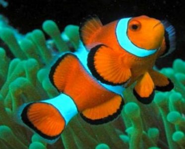 Klasifikasi Ikan Nemo