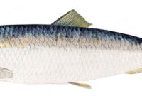 Klasifikasi Ikan Haring Atau Herring (Clupea harengus)