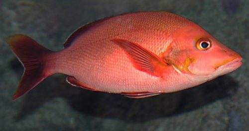 Habitat Ikan Kakap Merah