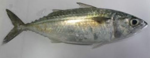 Morfologi Ikan Kembung