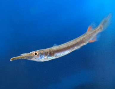Morfologi dan Klasifikasi Ikan Cucut (Rhizoprionodon acutus)