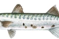 klasifikasi ikan barakuda