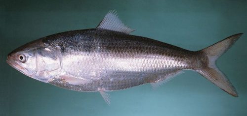 Klasfikasi Ikan Hilsa (Tenualosa Ilisha)