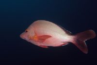 Habitat, Morfologi dan Klasifikasi Ikan Kakap Merah (Lutjanus Campechanus)