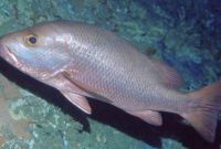 Klasifikasi Ikan Kakap Putih (Lates Calcalifer)