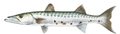 Klasifikasi Ikan Barakuda