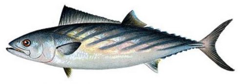 Morfologi Ikan Bonito Atlantik