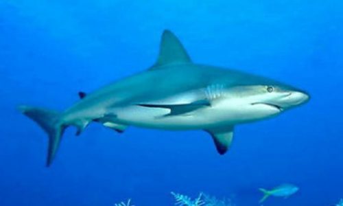 Klasifikasi Ikan hiu Lonjor/Grey Reef Shark