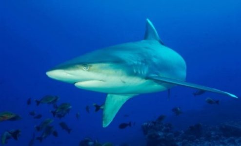 Klasifikasi Ikan Hiu Sonteng/Silvertip Shark