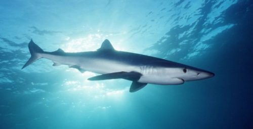 Morfologi dan Klasifikasi Ikan Hiu Biru atau Blue Shark (Prionace Glauca)