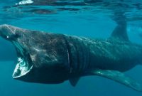 klasifikasi hiu basking