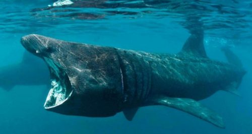 klasifikasi hiu basking