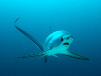 Klasifikasi Big Eye Tresher Shark