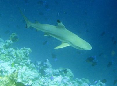 klasifikasi hiu karang sirip hitam