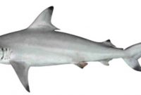 klasifikasi hiu sirip hitam
