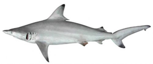 Klasifikasi Ikan Hiu Sirip Hitam/Blacktip Shark