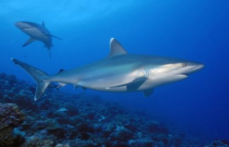Morfologi dan Klasifikasi Ikan Hiu Sonteng (Carcharhinus Albimarginatus)