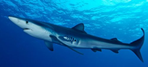 Morfologi Ikan Hiu Biru atau Blue Shark